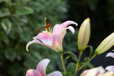 Beyaz ve pembe Lilly çiçek bitkisi