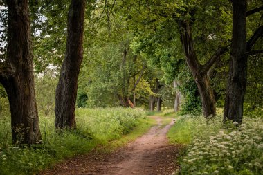Bir yaz akşamı eski bir parkın içinden geçen toprak yol..