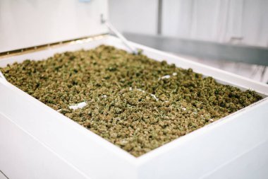 Esrar tomurcukları beyaz sanayi tepsisinde kuruyor