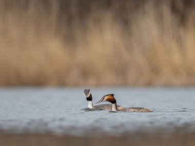 Great Crested Grebes Sakin Su ve Doğa Fotoğrafçılığı Üzerine Çiftler