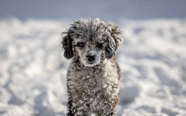 Kıvırcık köpek, buz gibi bir burunla karda duruyor.