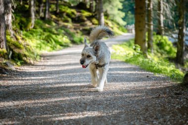 Mutlu köpek güneşli bir günde orman yolunda yürüyor.