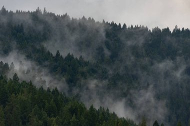 Boonville 'deki Misty Redwood Dağı Manzaraları