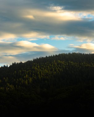 Kızılağaç güneşte güneşleniyor