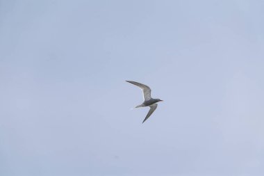 Gökyüzünde uçan Antarktika deniz feneri (Sterna vittata).