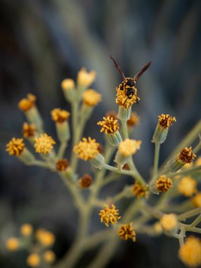 Arılar küçük sarı çiçeklerde polen toplarlar.