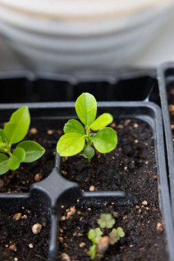 Bahçede limon ağacı filizlenir
