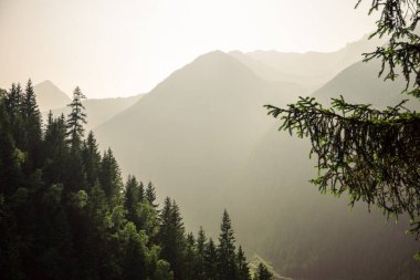 Avusturya 'daki sisli dağ sırtı ve alp ormanlarının üzerinde altın gün doğumu