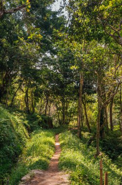 Maymun Ormanında Gölgeli Orman Yolu, Tetebatu, Lombok
