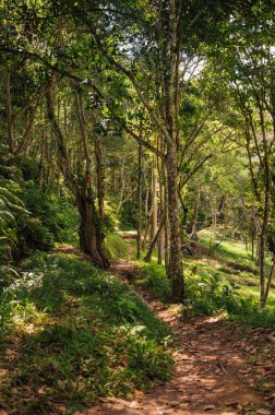 Maymun Ormanında Güneş Işığı Ormanı Yolu, Tetebatu, Lombok