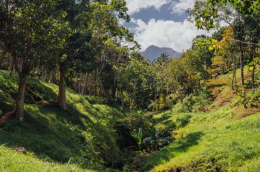 Maymun Ormanında Orman Yolu, Tetebatu, Lombok