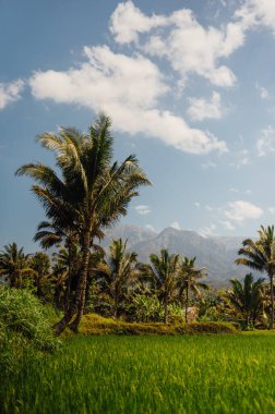 Pirinç Tarlaları ve Rinjani Dağı Tetebatu, Lombok, Endonezya
