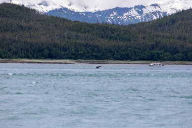 Alaska sahilinde balina kuyruklu bir balina izleme teknesi