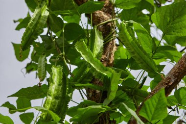 Sebze bahçesindeki taze kanatlı fasulyeye yakından bakın.