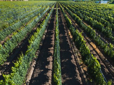 Mendoza 'da anti-dolu kumaşlı üzüm bağları