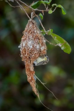 Yuvası olan altın göbekli gerygone