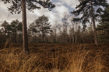 Bulutlu bir gökyüzünün altında, çimenli bir tarlada çıplak dallı ağaç.