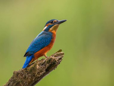 Dallara tünemiş canlı Kingfisher