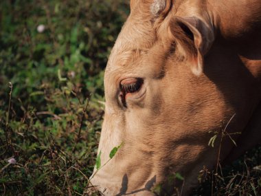 İnek, yemyeşil bir tarlada otluyor.