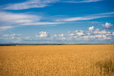 Bulutlu mavi gökyüzünün altında altın buğday tarlası.