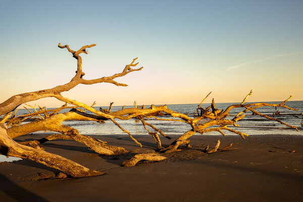 Large tree drifted on the beach