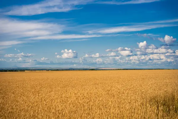 Bulutlu mavi gökyüzünün altında altın buğday tarlası.