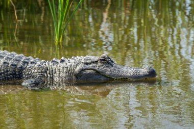 Amerikan timsahı Teksas göletinin sığ sularında güneşleniyor.
