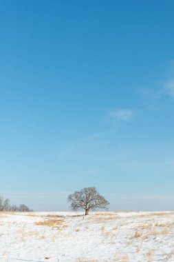 Karlı bir arazide duran tek bir ağaç.