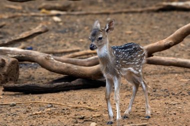 Yeni doğmuş bir geyik büyük kütüklerin arasında.