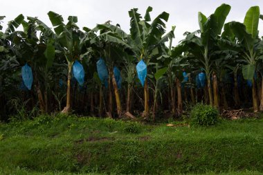 Guatemala 'da ihracat için paketlenmiş muzlar