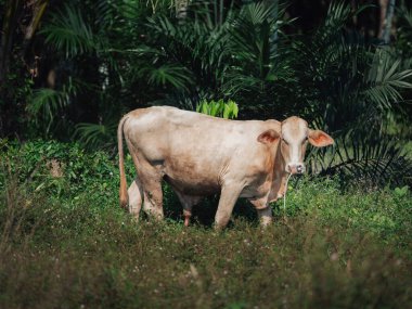 Tropikal bitkilerle çevrili yemyeşil bir alanda inek otluyor.