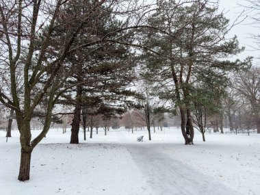 Kışın Karla Kaplanmış Park Yolu
