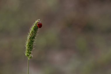 Timothy Grass Dikenli Uğur Böceği Bulanık Sonbahar Arkaplanı