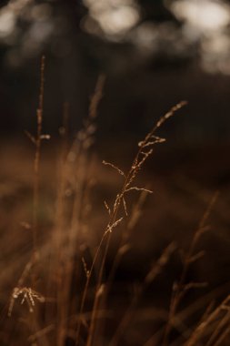 Kış manzarasında yumuşak çimenler