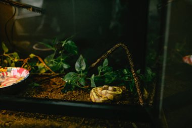 Sürüngen habitatına sarılı evcil yılan bitkiler ve substrat ile
