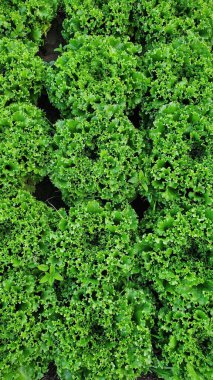 Oaxaca 'da Marul Yetiştirme Genel Çekimi