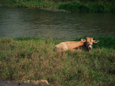 İnek yemyeşil bir çevrede huzur içinde yatar.