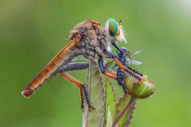 Soyguncu sinek ile av yaprak üzerinde
