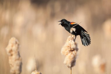 Erkek Kırmızı Kanatlı Karatavuk bir kuyruğun tepesinden sesleniyor