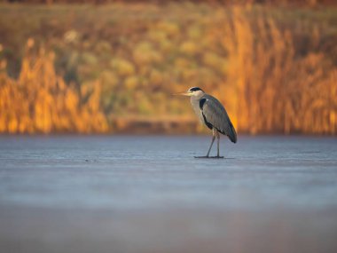 Golden Hour 'da Donmuş Göl kıyısında Serene Grey Heron