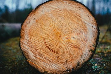 Görünür büyüme halkaları olan bir ağaç kütüğünün yakın plan görüntüsü