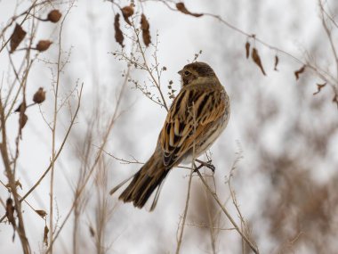 Kış dalına tünemiş güzel bir kiraz kuşunun çarpıcı görüntüsü.