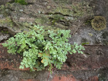 Yosun ve yosunlu yeşil yapraklar yıpranmış tuğla ve taş üzerinde