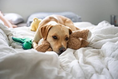 Laboratuvar / Personel karışımı doldurulmuş hayvanı yatağa yatırıyor.