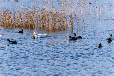 Göl suyunda sıradan bir kuş.