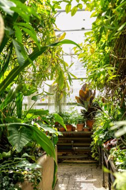 Tropik bir seranın içinde dar bir patika..