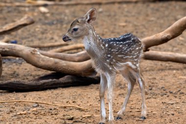 Yeni doğmuş bir geyik büyük kütüklerin arasında.