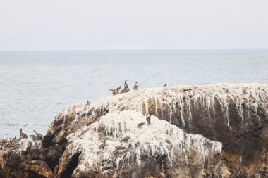 Pelikanlar Adalarında Dinleniyor