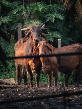 Sığırlar gün batımında doğal ortamda huzur içinde otlarlar.