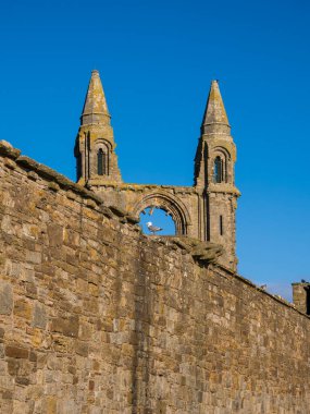 Martı, St Andrews Abbey Harabeleri, İskoçya, İngiltere.